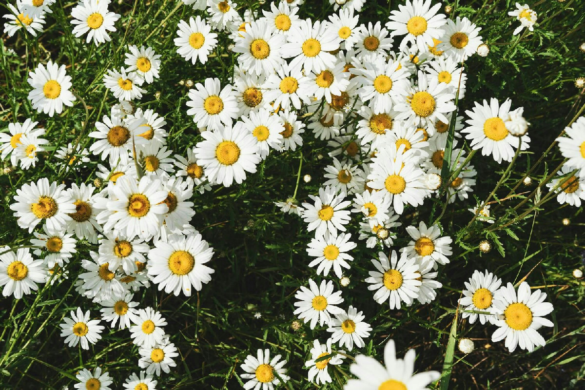 5 consigli essenziali per coltivare margherite perenni sempre fiorite in vaso e giardino rigoglioso