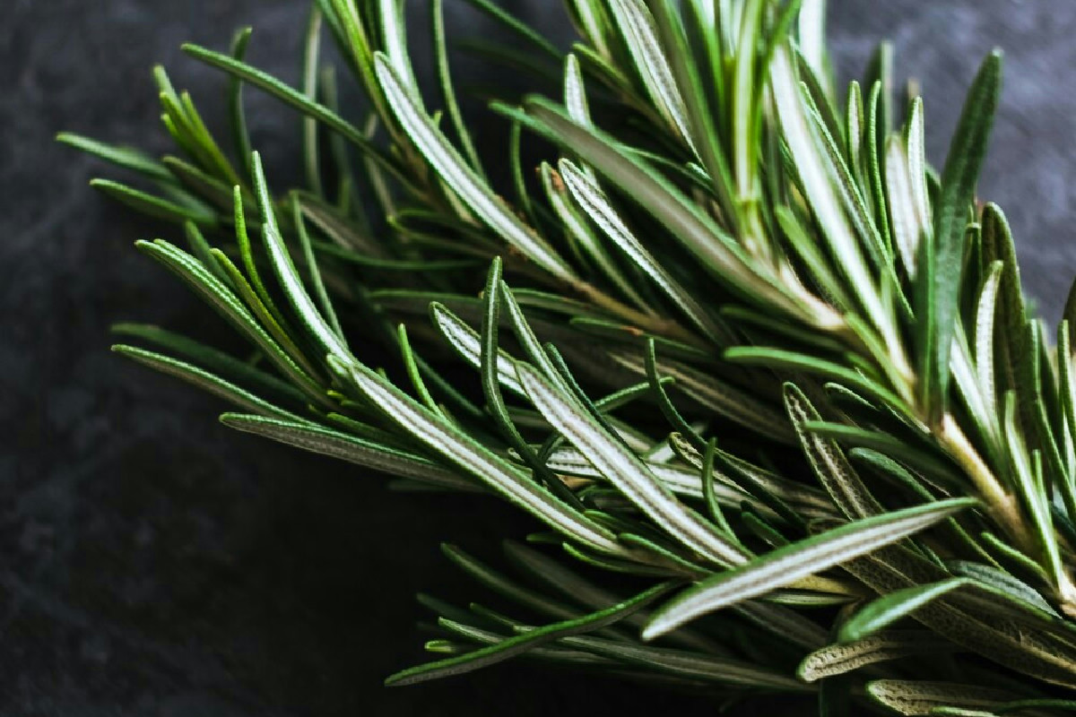 Benefici sorprendenti del rosmarino in ebollizione: migliora la casa e il benessere quotidiano