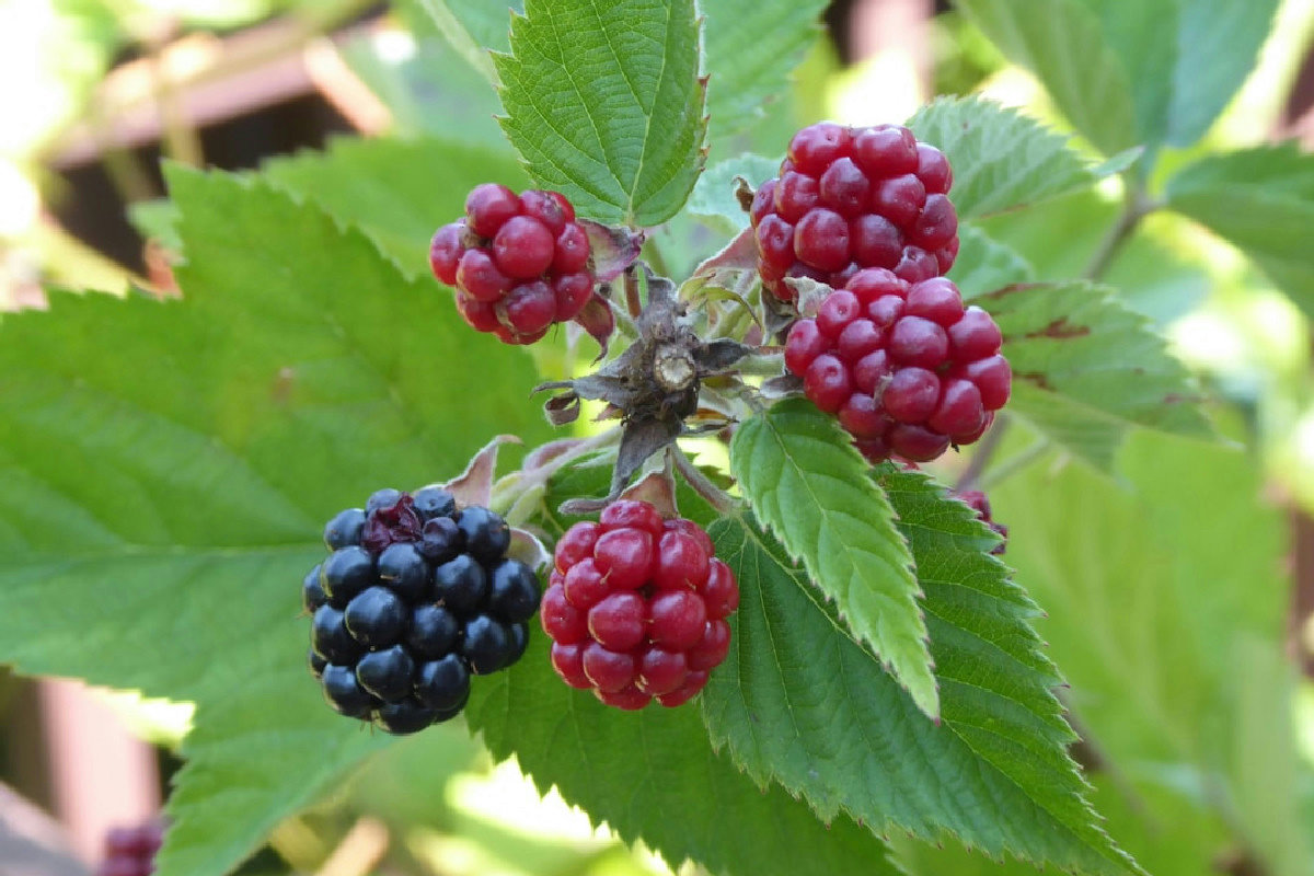 Guida completa alle fasi essenziali per coltivare con successo piante da frutto in casa