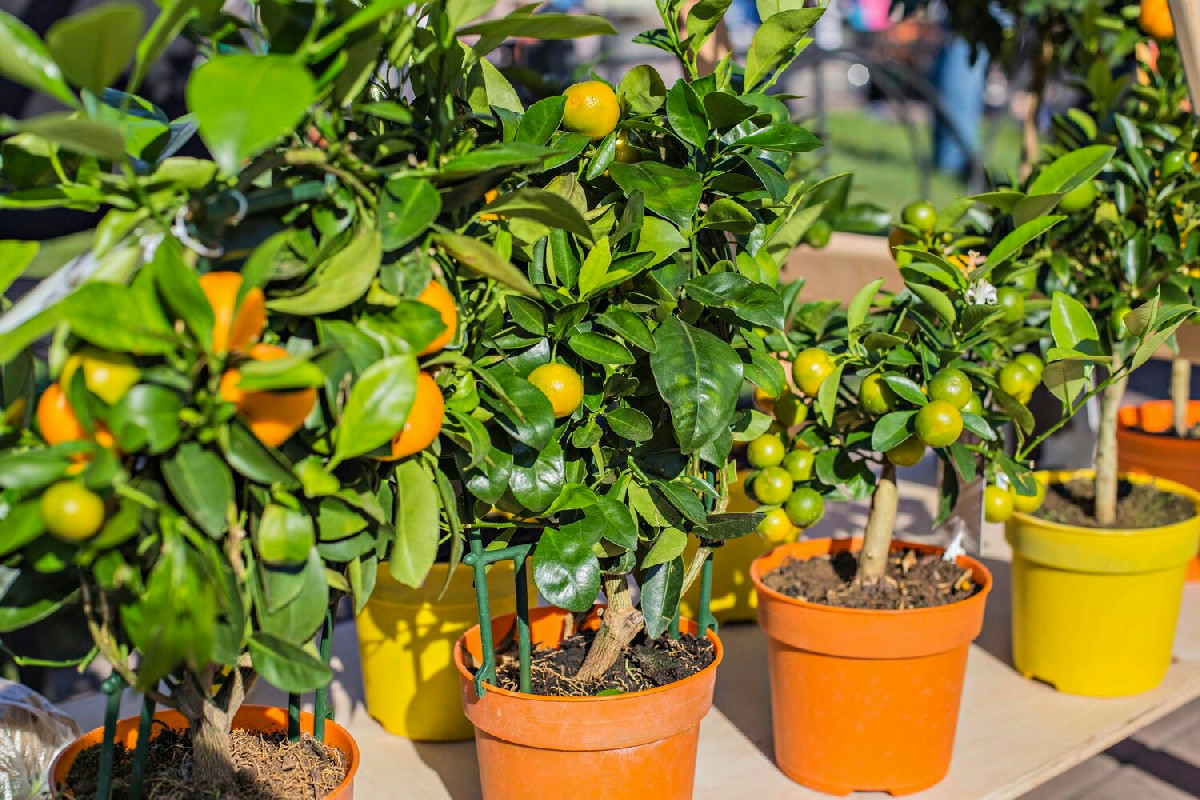 Guida completa alle fasi essenziali per coltivare con successo piante da frutto in casa