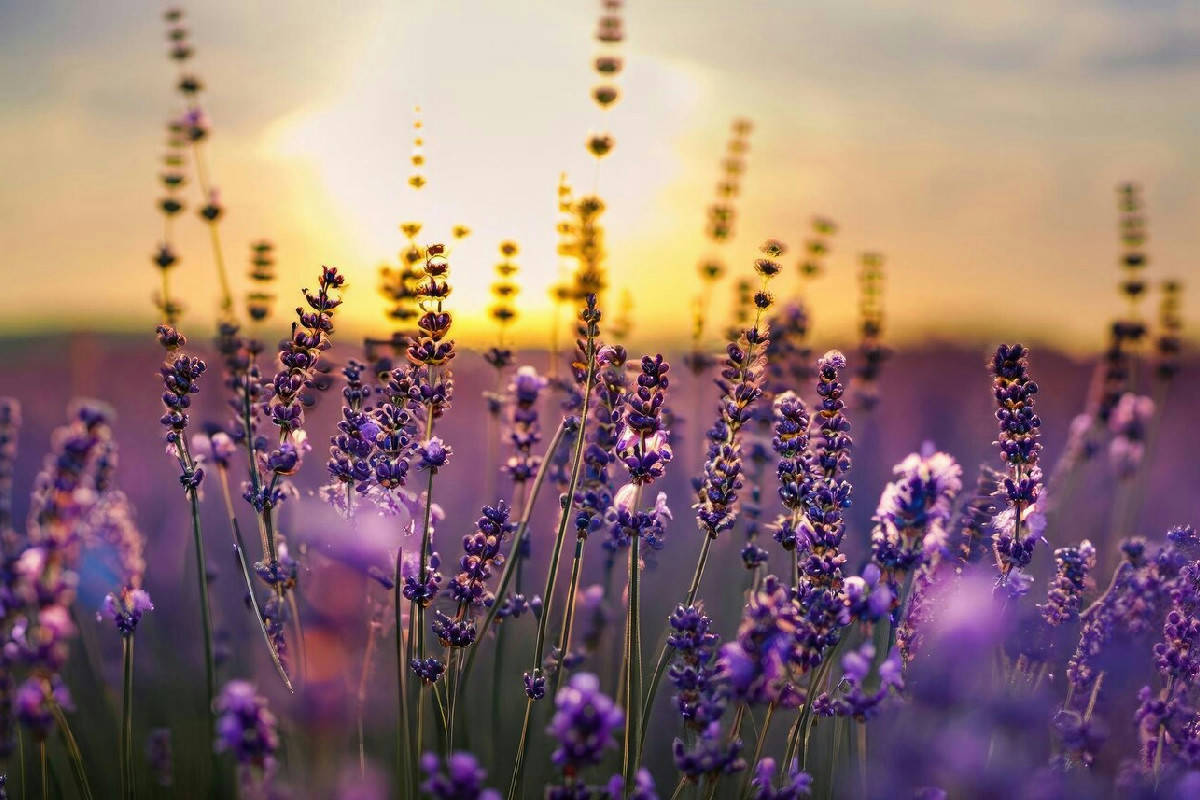Molti pensano sia impossibile, ma un giardino in montagna resiste al gelo con queste piante
