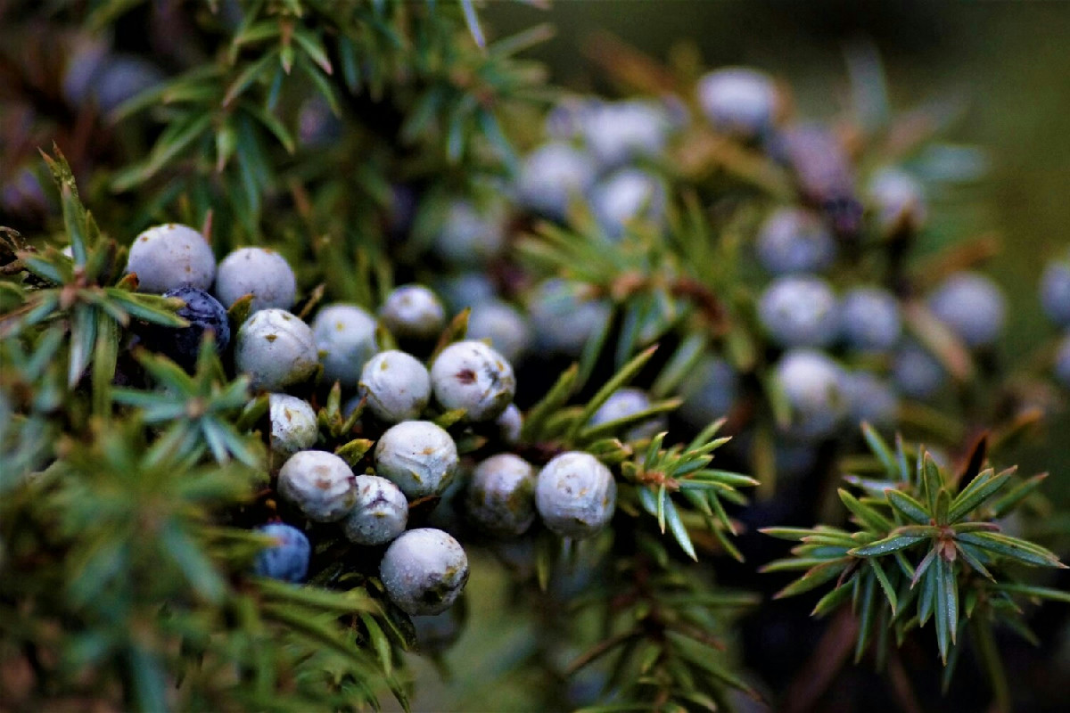 Molti pensano sia impossibile, ma un giardino in montagna resiste al gelo con queste piante