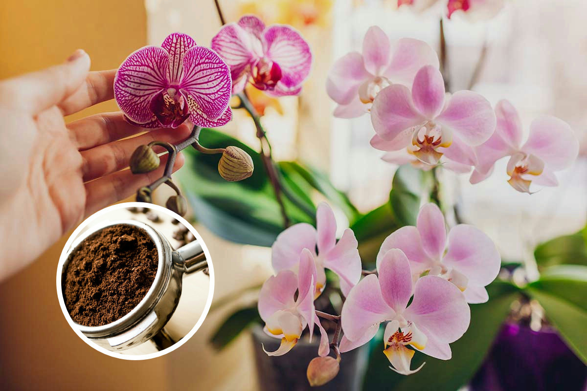 Perché buttare i fondi di caffè quando possono far fiorire le orchidee come non mai?