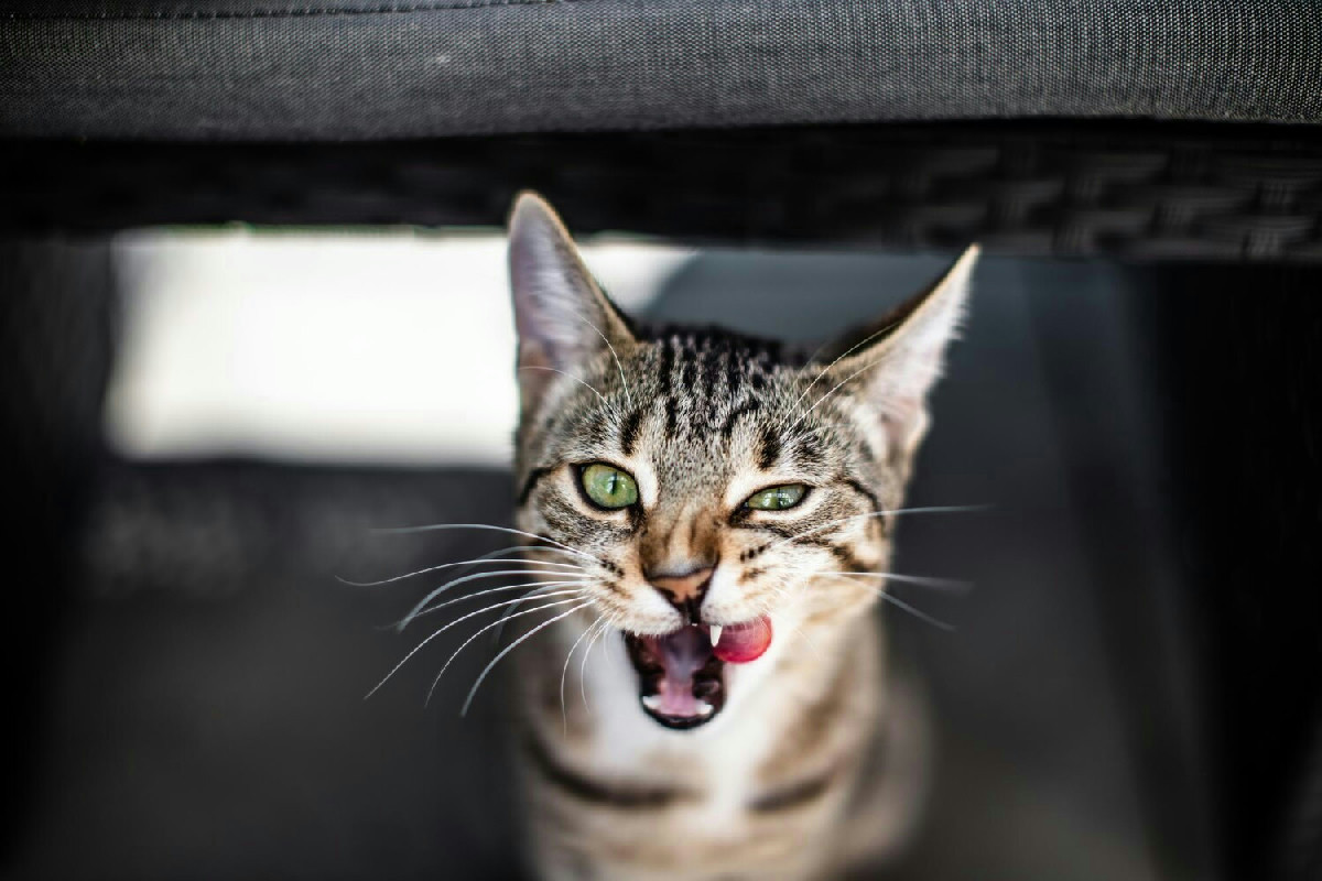 Perché il gatto si blocca improvvisamente? I rumori domestici lo irritano davvero