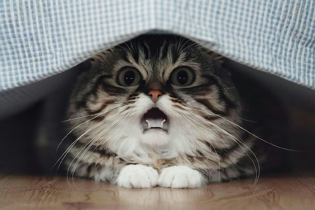 Perché il gatto si blocca improvvisamente? I rumori domestici lo irritano davvero