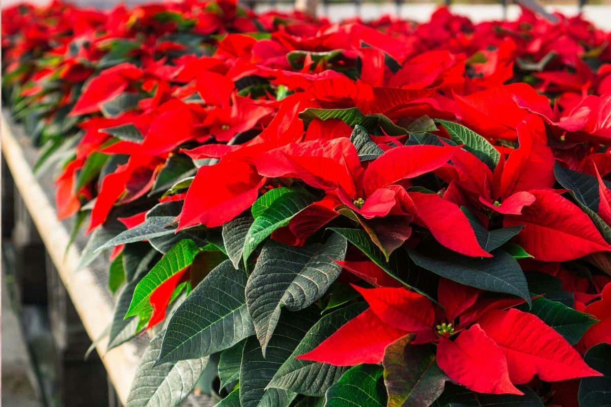 Le piante da vaso perfette per l’inverno e il loro ruolo nell’atmosfera di ristoranti e locali