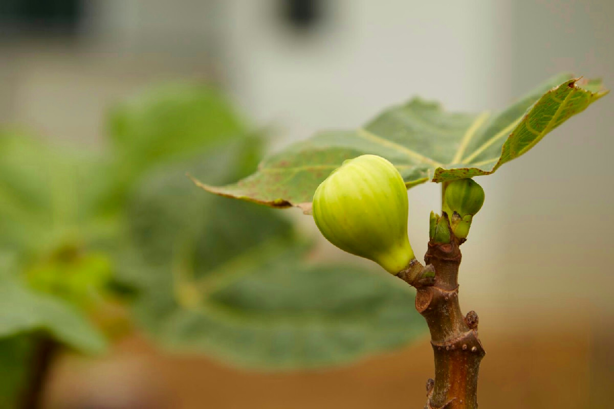 Potare il fico al momento giusto garantisce piante più sane e raccolti abbondanti in giardino