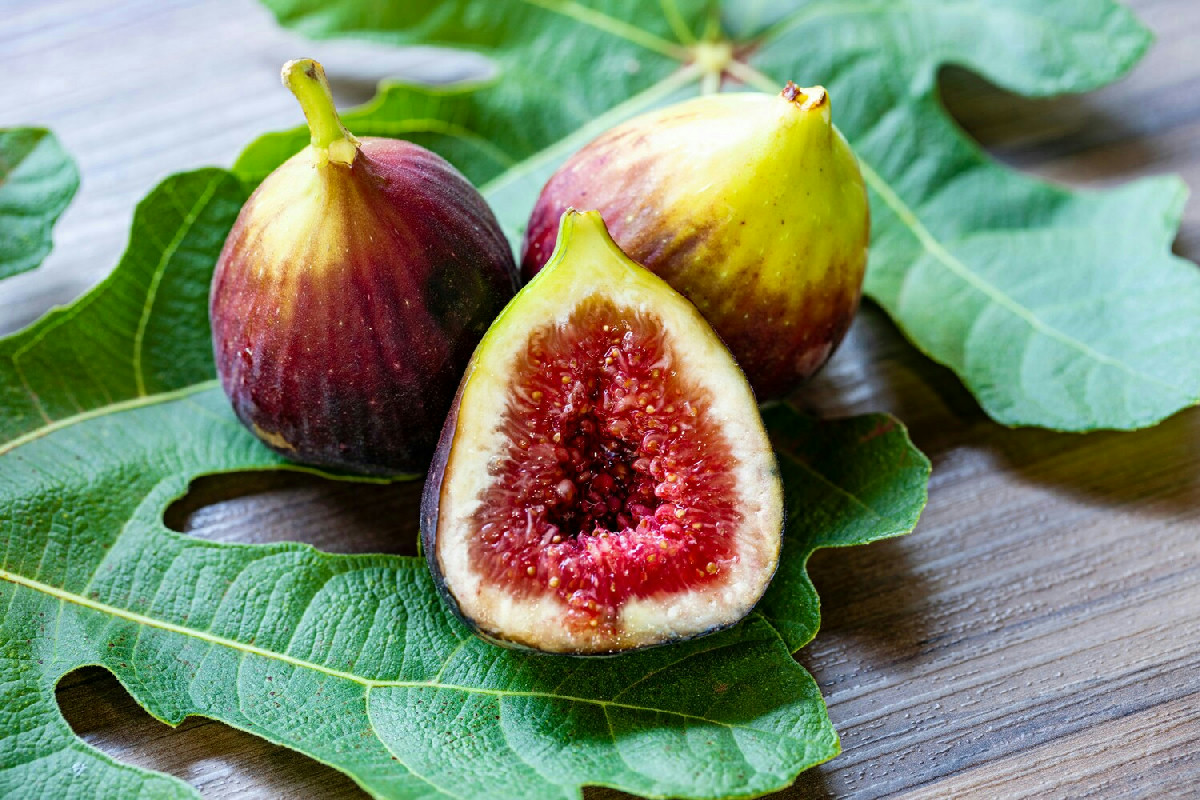 Potare il fico al momento giusto garantisce piante più sane e raccolti abbondanti in giardino