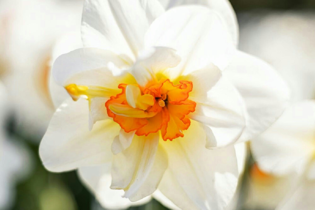 Prepara i vasi, questi narcisi fioriranno a Natale e renderanno il tuo salotto meraviglioso