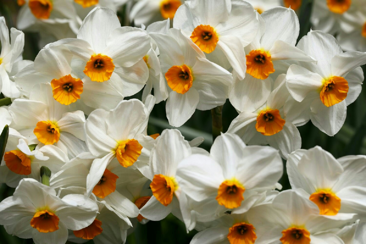 Prepara i vasi, questi narcisi fioriranno a Natale e renderanno il tuo salotto meraviglioso