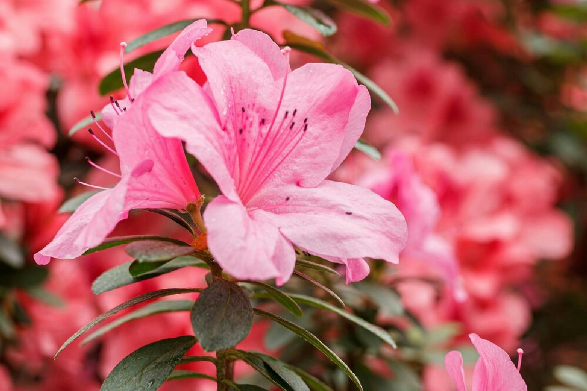 Quando il giardino resta all’ombra, queste piante sempreverdi mantengono il verde con eleganza costante