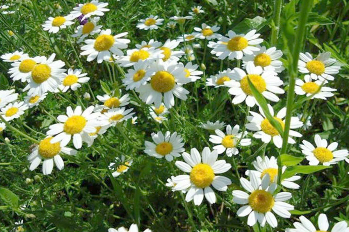 Questo piccolo segreto naturale protegge le piante e tiene lontani gli insetti