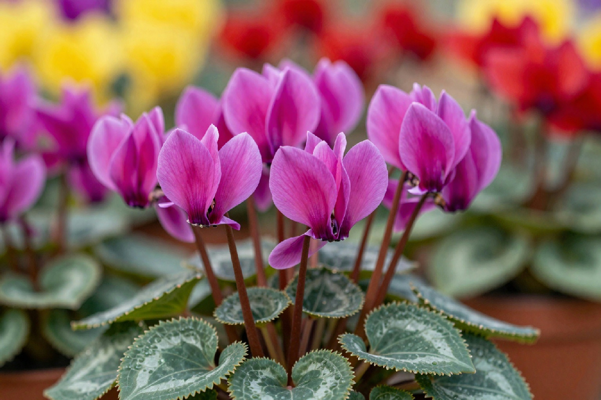 Fioritura prolungata del ciclamino: il trucco essenziale per un giardino sempre colorato